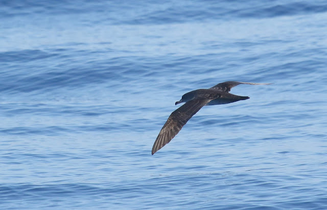 Pink-footed Shearwater Pink-footed Shearwater
