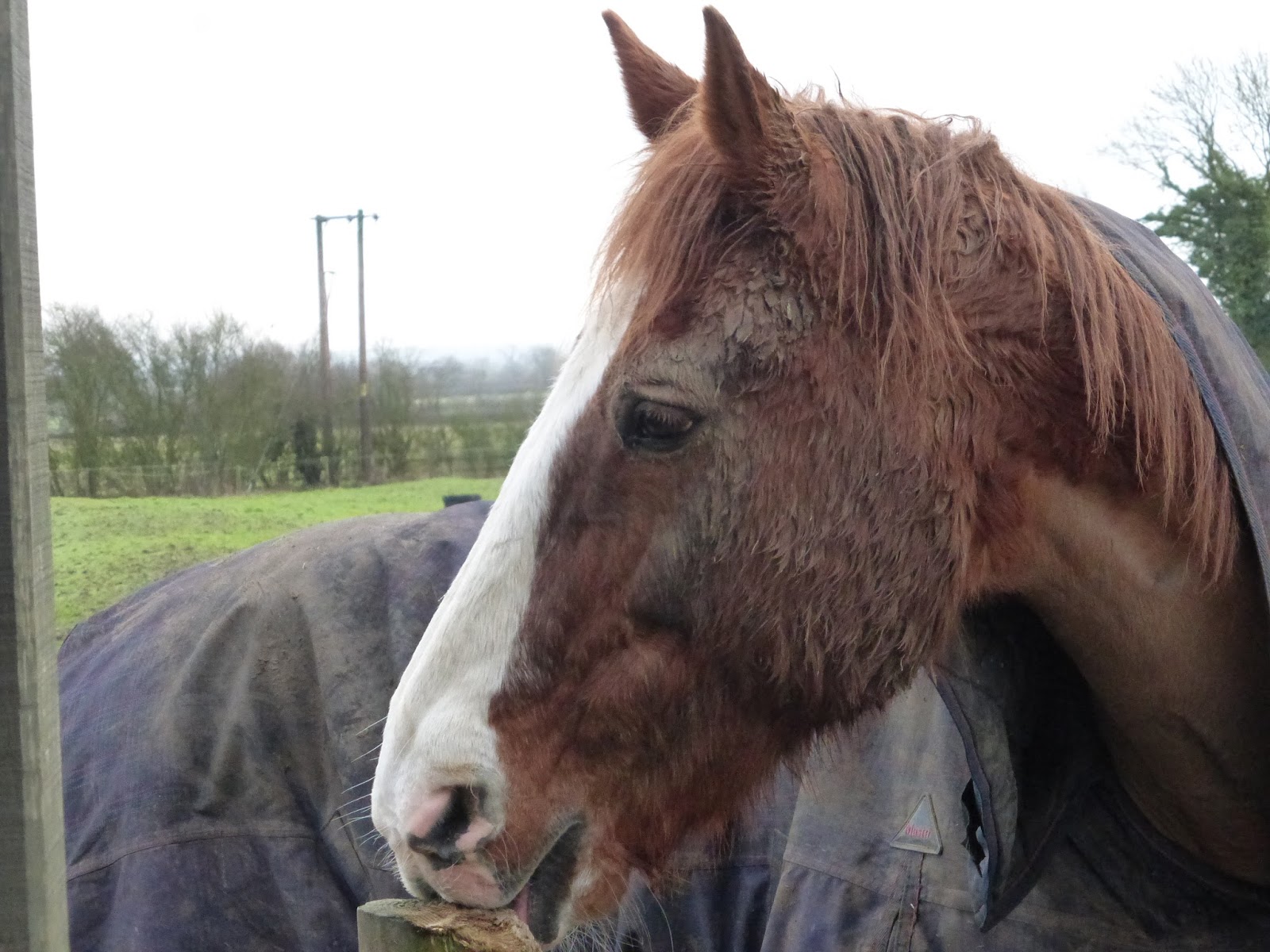 Horse Life and Love All About Abscesses