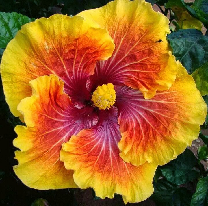 Hibiscus/Joba flower_08