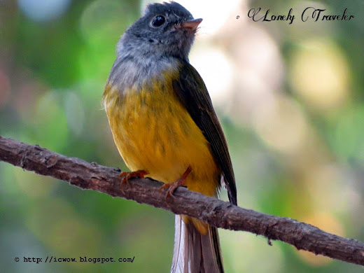Grey-headed canary-flycatcher - Culicicapa ceylonensis