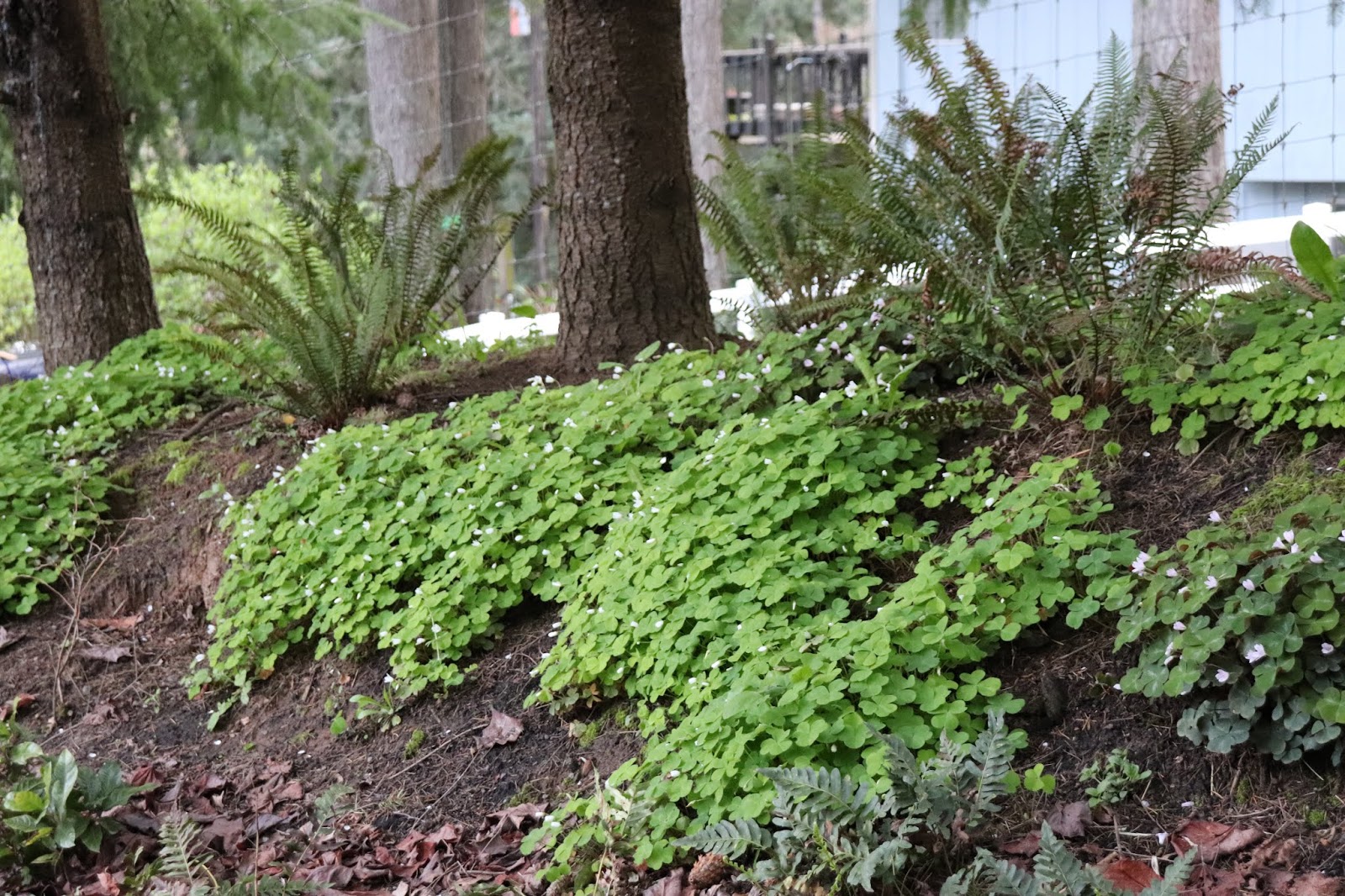 Talking To Plants Pruning The Overgrown Dappled Willow