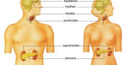 Niveles normales de tiroides en mujeres