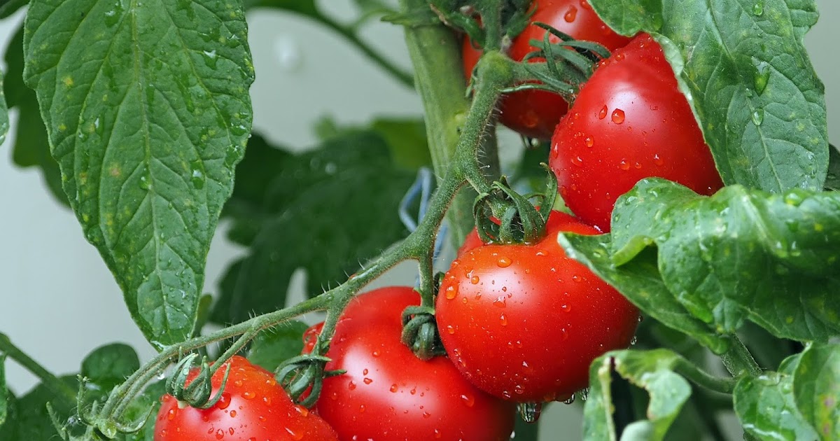 Vegetable leaves yellowing cause and solution