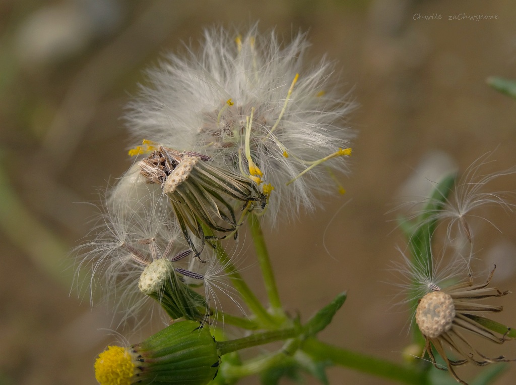 Chwile zaChwycone: Niełupki starca zwyczajnego