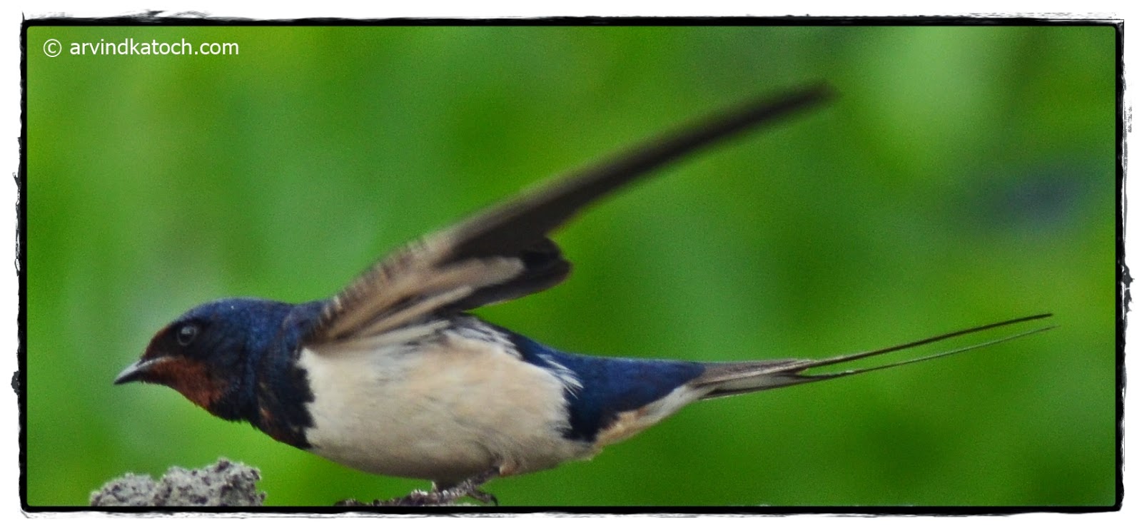 Barn Swallow (Hirundo Rustica) Pictures and Detail