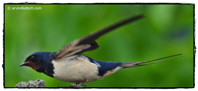 Barn Swallow Ready to Fly