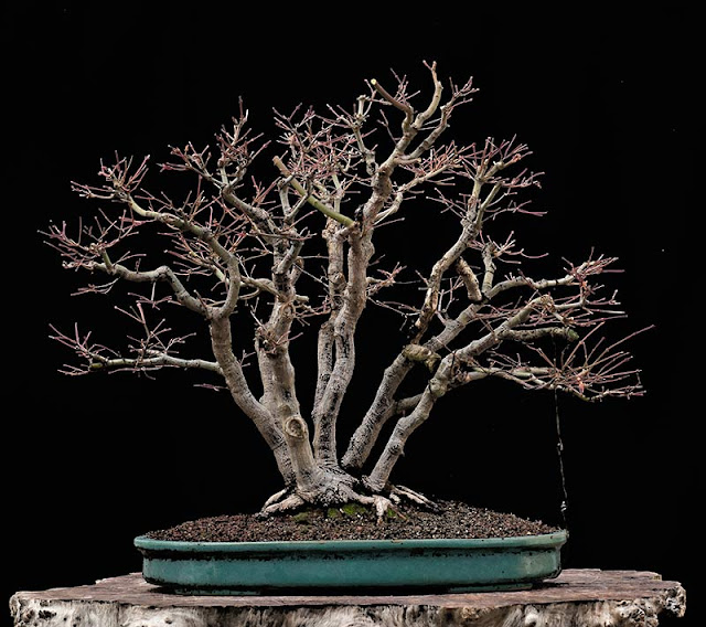 Walter Pall Bonsai Adventures Refurbishing a Japanese maple the "hedge cutting method"