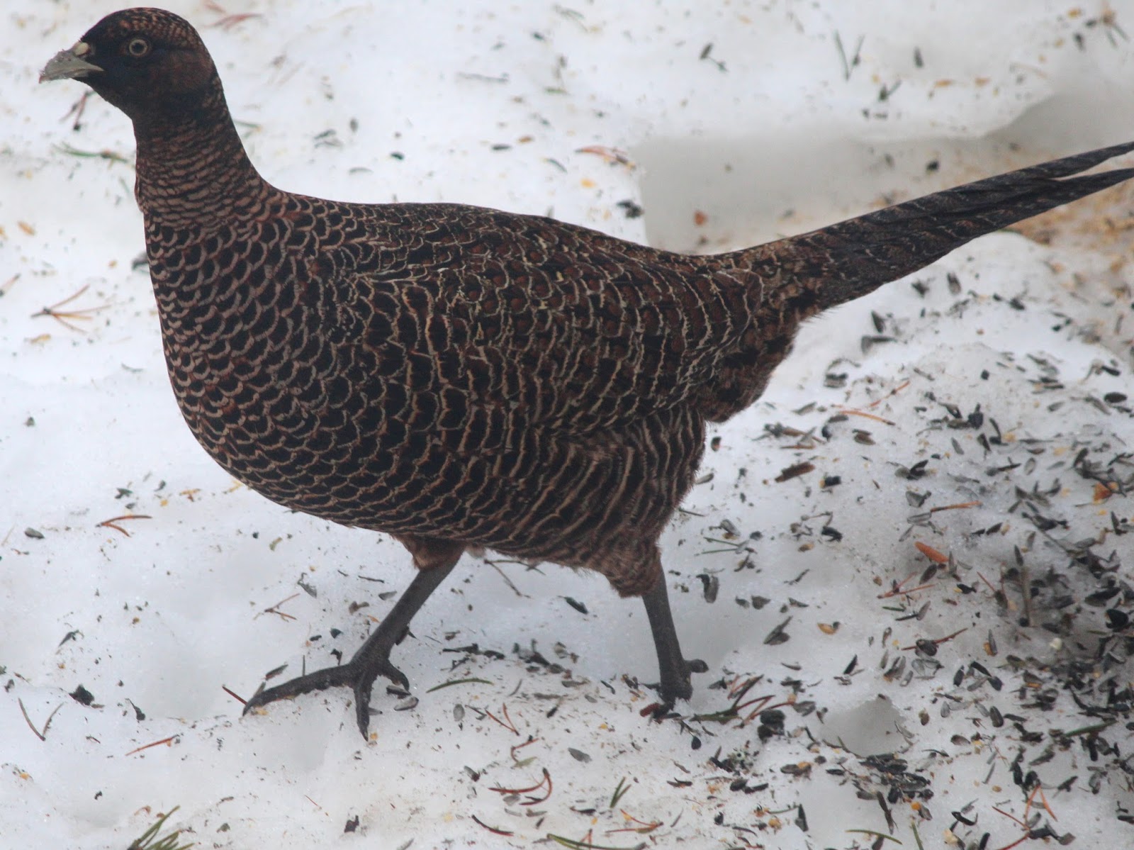 Dispatches from Can of Duck Melanistic Pheasants