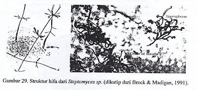 5. Bangsa Beggiatoales