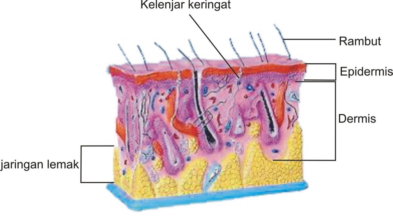 Sistem Eksresi Manusia, [ Sejarah ] Sejarah