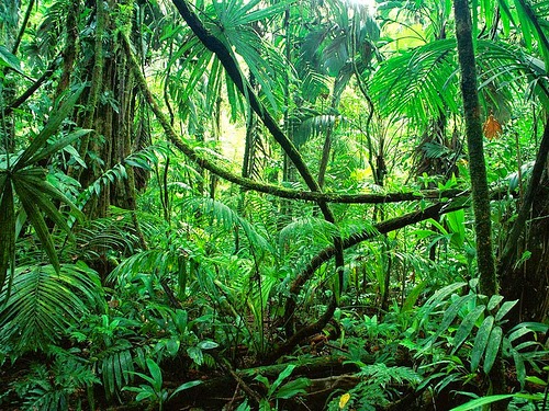 Kumpulan Gambar Hutan Paling Indah Dari Seluruh Dunia
