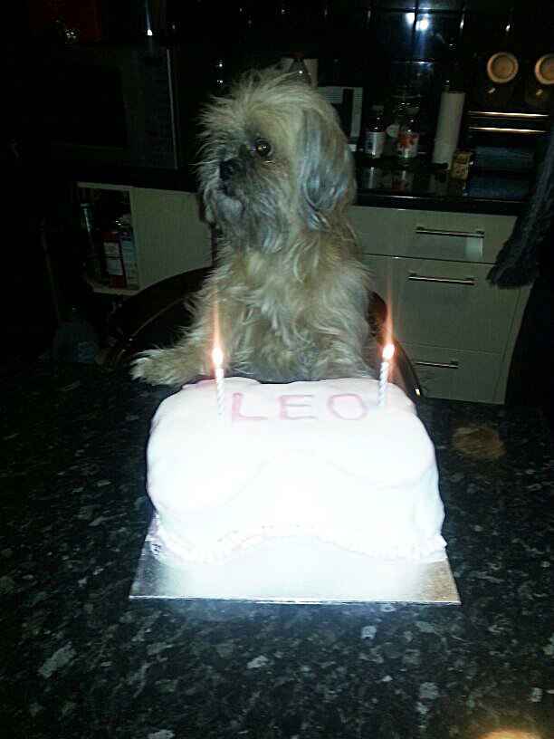 Can Dogs Eat Victoria Sponge Cake