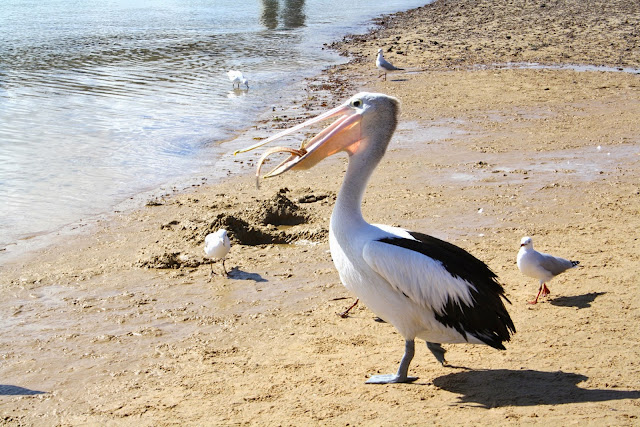 Pelicans San Remo