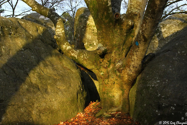 Hêtre remarquable du Bas Cuvier, Forêt Fontainebleau, (C) 2016 Greg Clouzeau