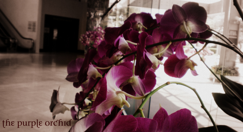 The Purple Orchid