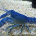 การเปลี่ยนสีของกุ้งเครฟิช