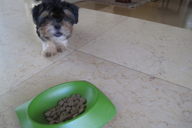 Ração de baixa qualidade para o shih tzu