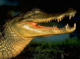 Scary Jungle Critter #1: Caimans