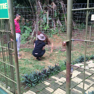 Bukit Merah Orang Utan Sanctuary Ersatz Expat