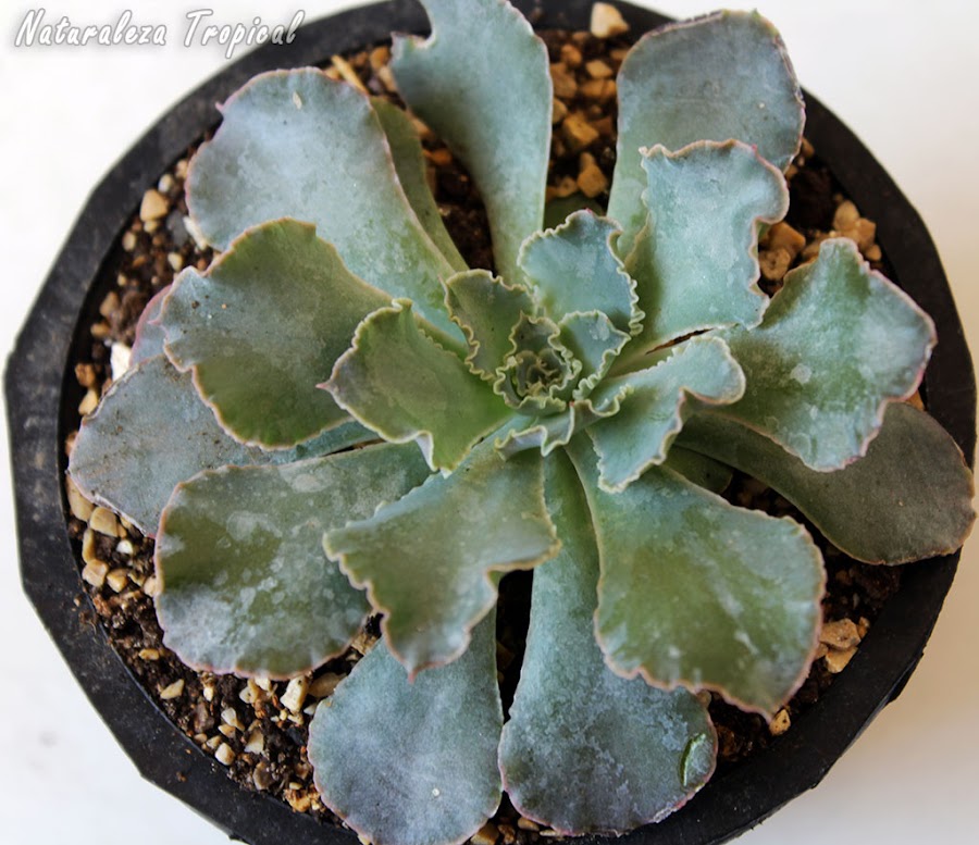 La Rosa de hojas Ondulantes, Echeveria shaviana