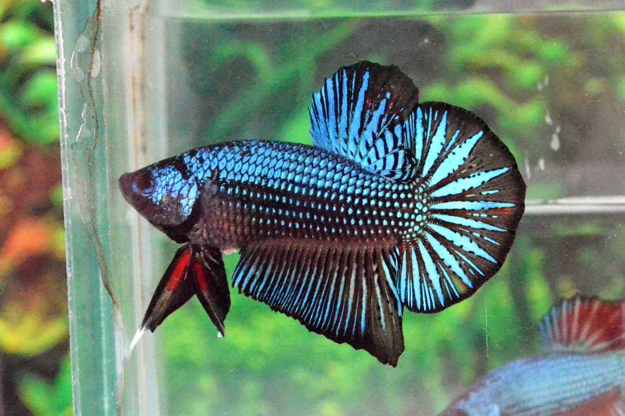 G63 Black Orchid Dragon Giant (BO 4,0 Centi) ! Betta 138