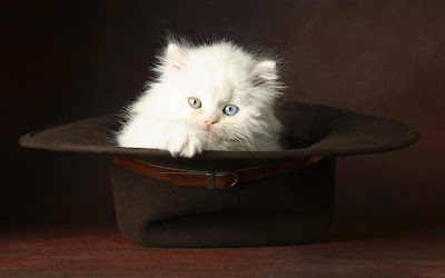 Gatito en un sombrero