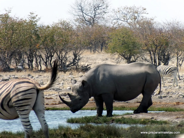 rinocerontes en Etosha