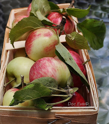 Apfel (Malus) Sorte Langsüßer oder Pommerscher Apfel (Malus)