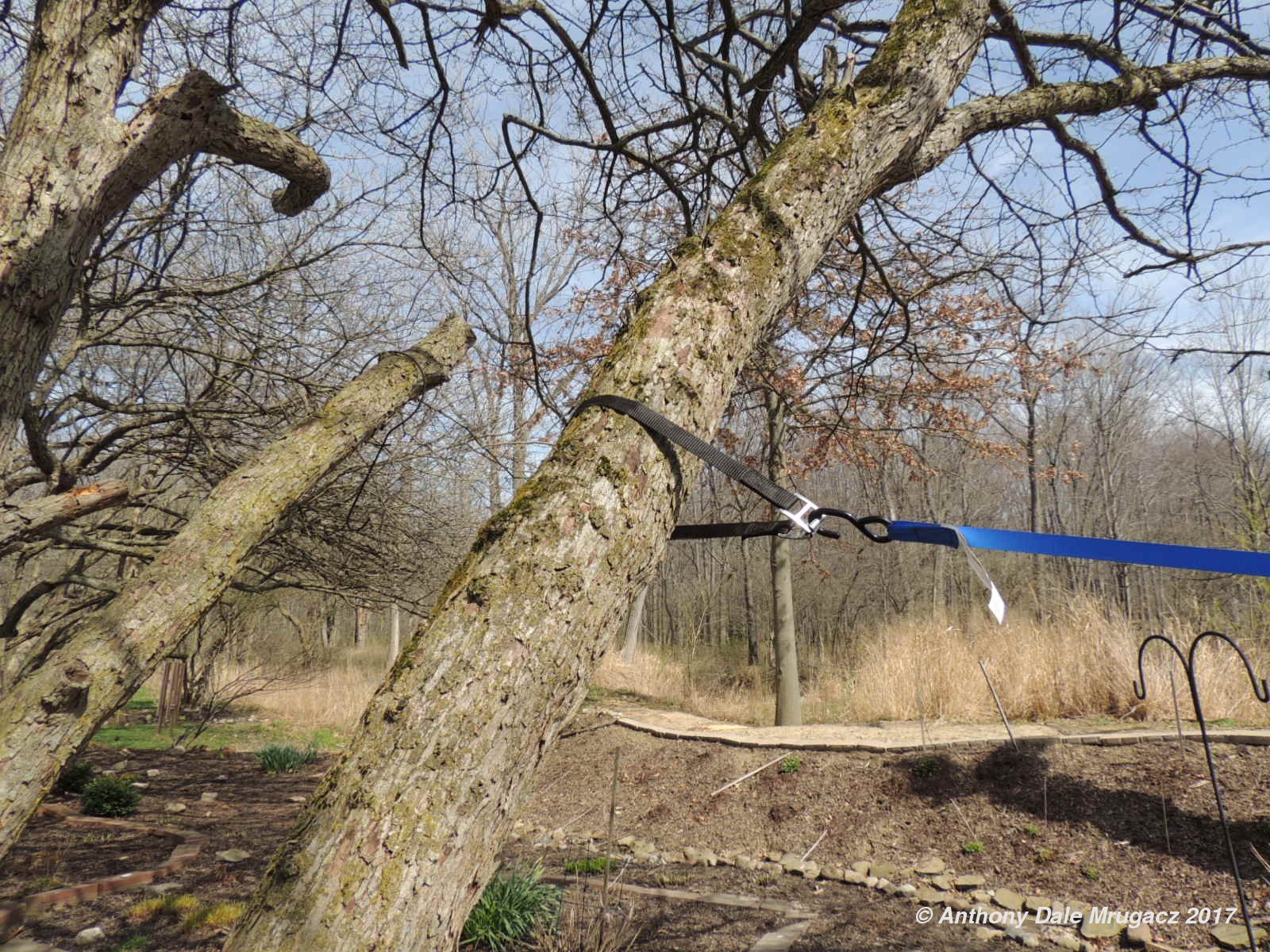 Giardino di Sylvia Idiot's Guide on How to Raise a Fallen Tree