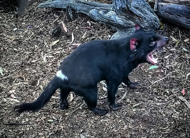 Tasmanian Devil at Bonorong Wildlife Park near Hobart Tasmania