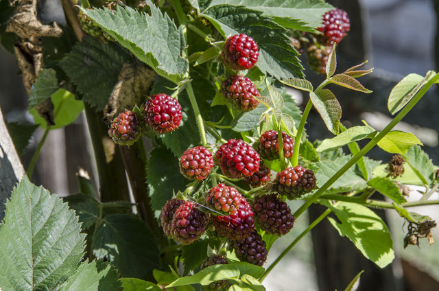 Blackberry Fruit Plant - Lat. RUBUS FRUTICOSUS