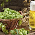 This Type of Beer Could Actually Protect The Liver From Damage and Disease