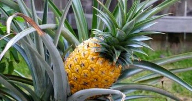Memahami Tata Cara Berkebun: CARA BUDIDAYA BUAH NANAS (Ananas comocus)