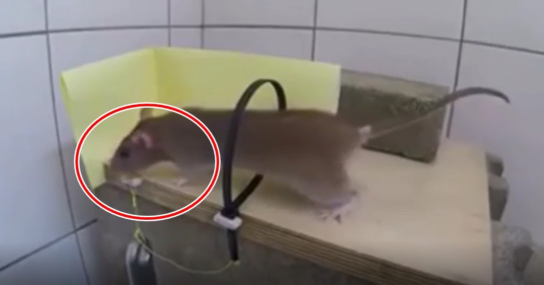 Cara Budidaya Ikan Gabus Cara Membuat Jebakan Tikus Sederhana | cara budidaya ikan gabus cara membuat jebakan tikus sederhana Cara Budidaya Ikan Gabus Cara Membuat Jebakan Tikus Sederhana | cara budidaya ikan gabus cara membuat jebakan tikus sederhana