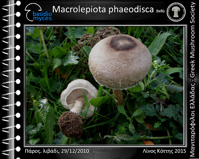 Macrolepiota phaeodisca Bellù