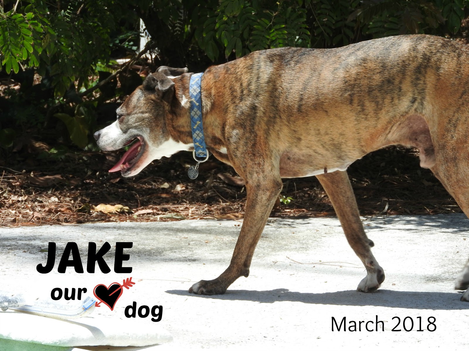 MadSnapper Heart Dog and a Pool Noodle