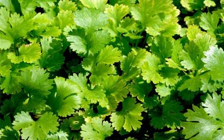 धनिया के गुण | Benefits of Dhania in Hindi धनिया के गुण | Benefits of Dhania in Hindi