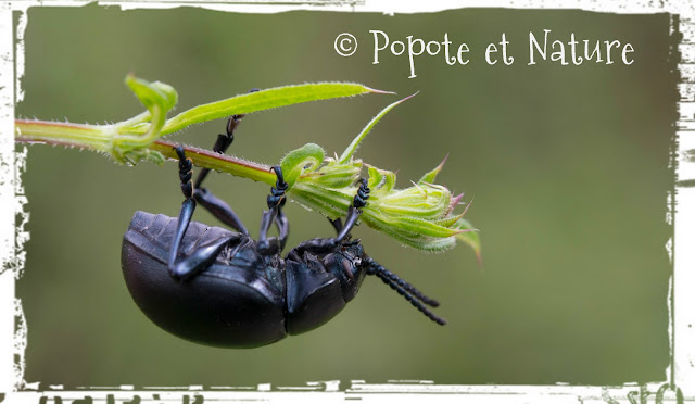 © Popote et Nature - un crache sang -Timarcha tenebricosa