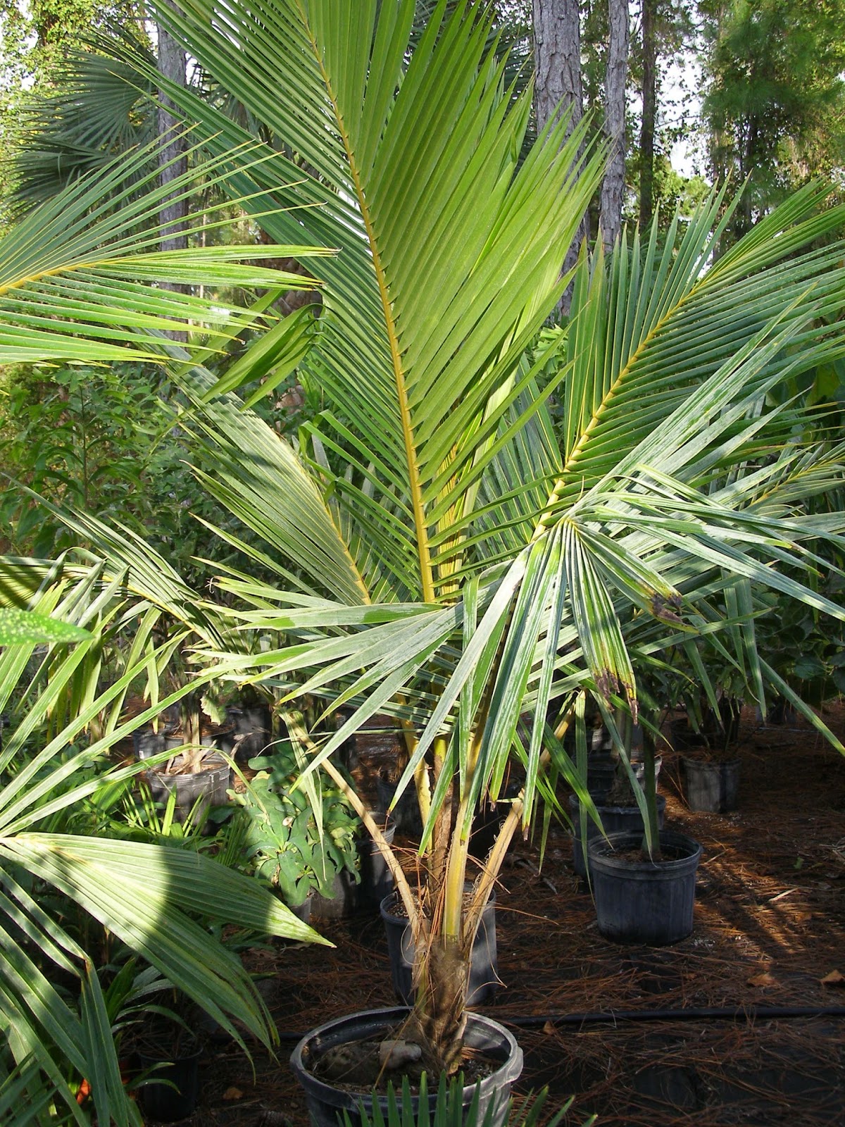 Plant Of The Day Plant Of The Day Is Cocos Nucifera Or Coconut | Hot ...