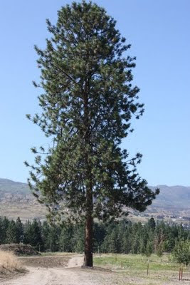 the big tree