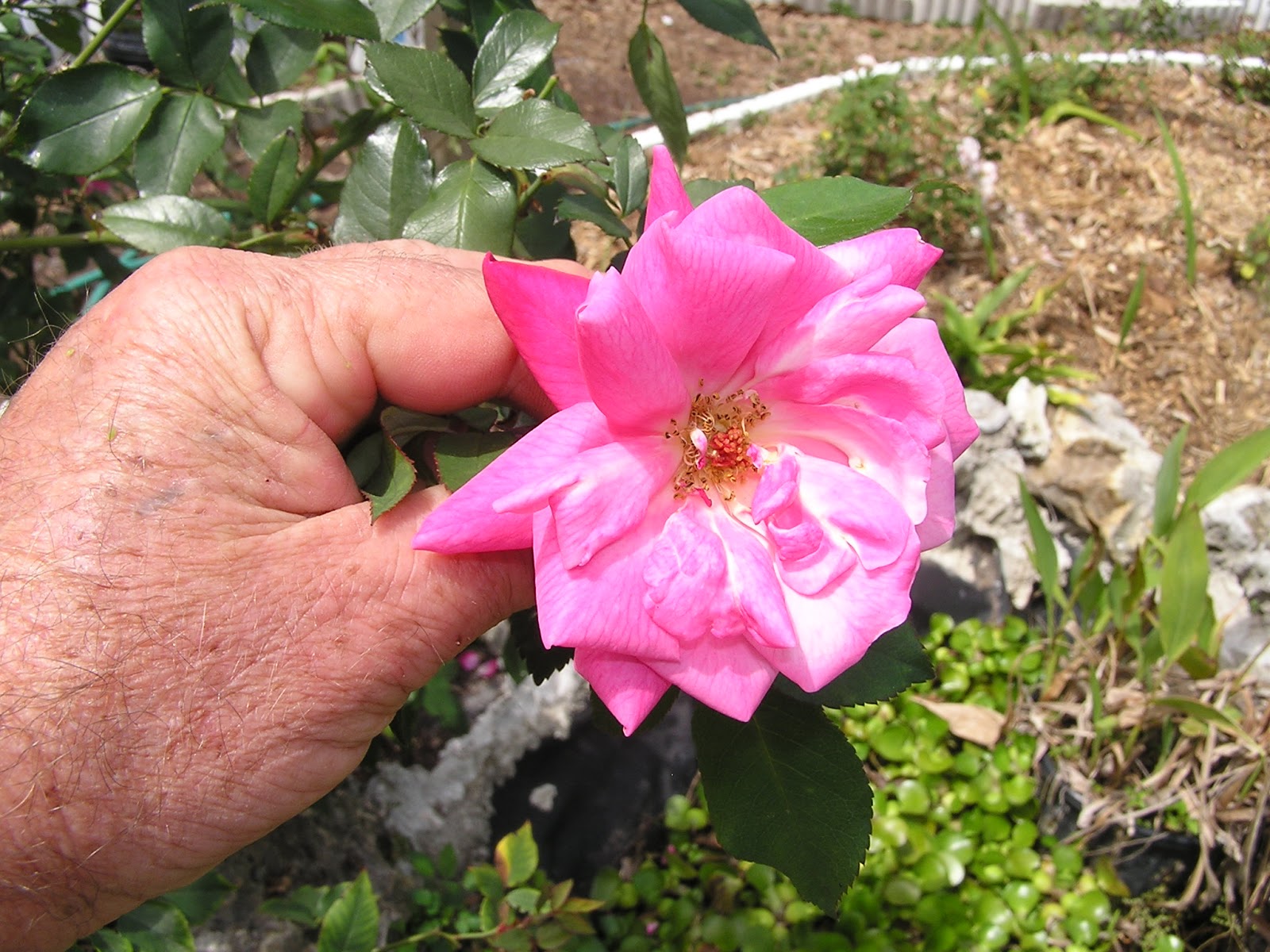 ROSEGASMS Like many/most roses in central Florida, in the summer heat