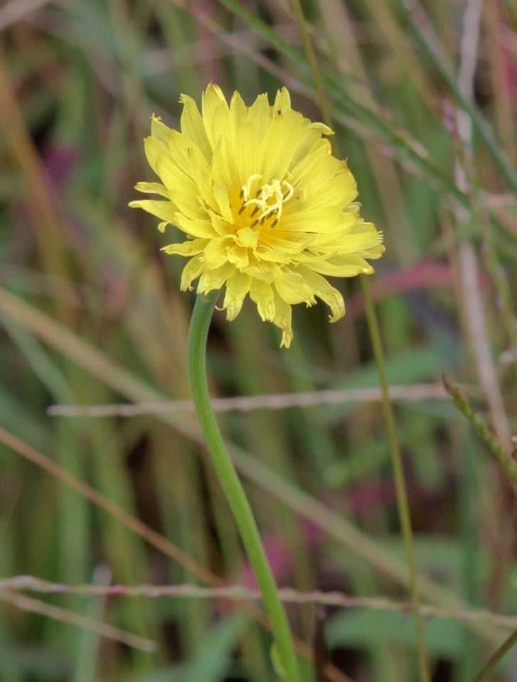 Nature Rambling: Ramble Report September 14 2017