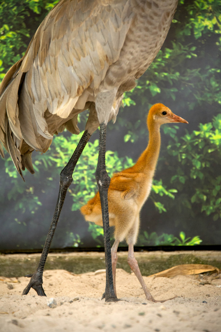 Baby Animals: Crane Chicks 6