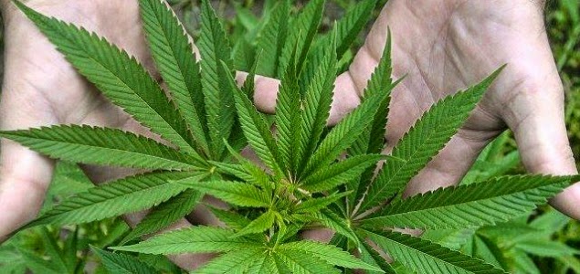 marihuana drogas porros riesgos