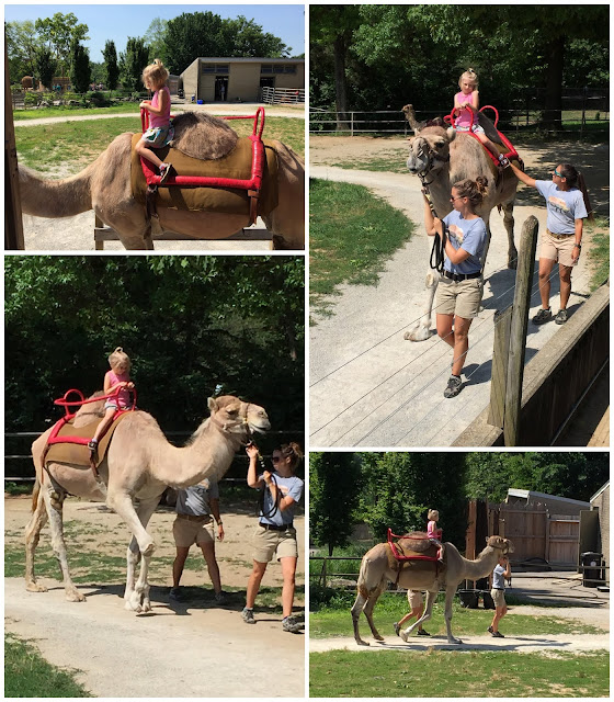 Stella on a Camel