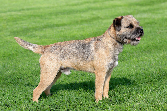 Which dog breeds are the best alternative to the French Bulldog? The Border Terrier, pictured, is one of the breeds on the list