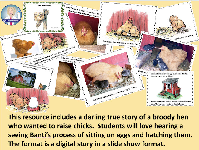 Life Cycle of a chicken unit