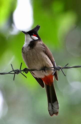 79+ hình ảnh chim chào mào độc đẹp nhất , cuốn hút nhất