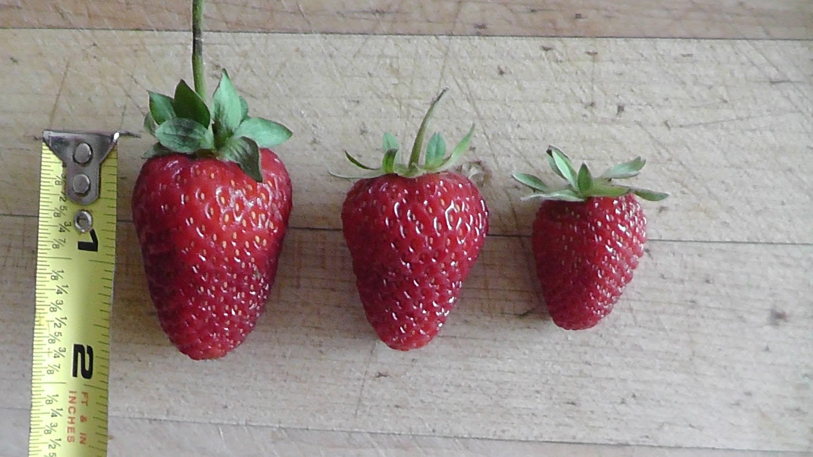 Kerrie's Garden Albion Strawberries
