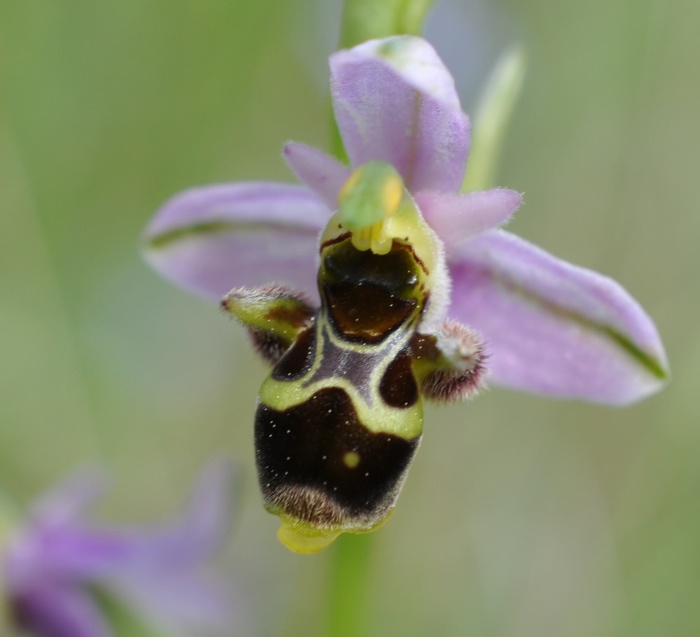 Ophrys becase Ophrys becasse